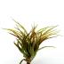 Tillandsia Brachycaulos Multiflora L est une plante pour débutant