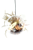 Déco de Tillandsias dans un terrarium boule à suspendre ou à poser