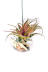 Joli terrarium de verre en forme de boule garni de tillandsias, plantes sans terre réclamant peu d'entretien. A suspendre ou à poser