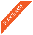 pictogramme-plante-rarepicto-1638959195